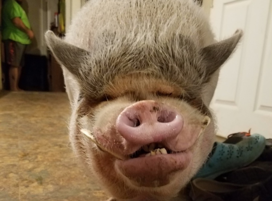 Porkchop's Phat Farm - Home